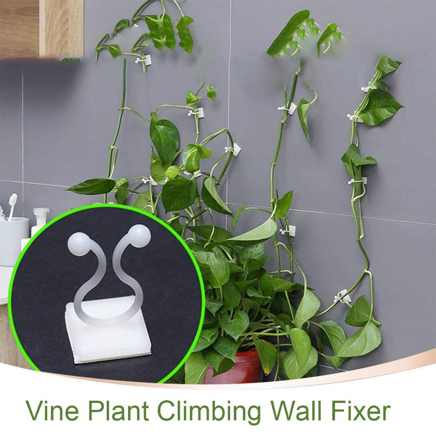6156 wall Plant Climbing Clip widely used for holding plants and poultry purposes and all. 6156 wall Plant Climbing Clip widely used for holding plants and poultry purposes and all.
